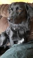 Pet Edition Cover Contest Entries