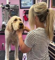 Business Review: Beast Boutique continues providing all pet grooming needs